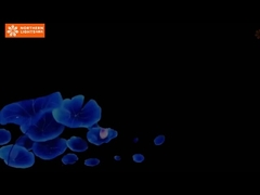 博物館の展示やイベントを 360度洞窟投影で浸透させ